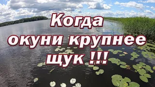 Море рыбы! Нервным лучше не смотреть! Рыбалка когда ЗАБЫВАЕШЬ ПРО ЩУКУ !! Когда Окунь КРУПНЕЕ ЩУК!!!