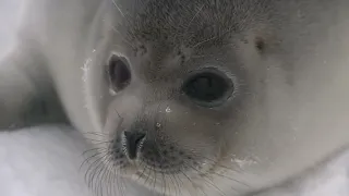 Adorable Baby Seal Come Towards Camera and Tries to Talk Making Irresistibly Cute Noises!