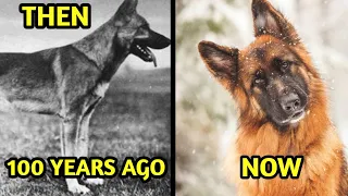 10 POPULAR DOG BREEDS THAT CHANGED IN 100 YEARS OF BREEDING