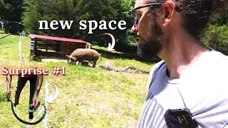 Two Surprises While Moving the Pigs