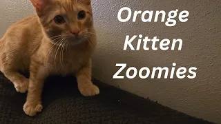 Cat zoomies