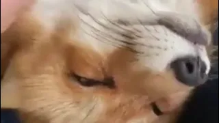 Как лиса засыпает. How the fox falls asleep.