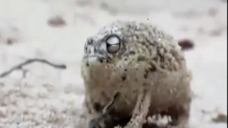 Desert Rain Frog Yeah Boi