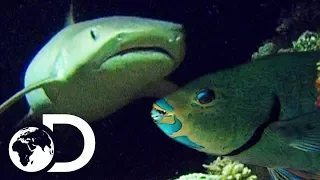 Deadly Shark With Super Senses Hunts For Parrot Fish | Wildest Islands Of Indonesia