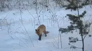лисичка у дороги