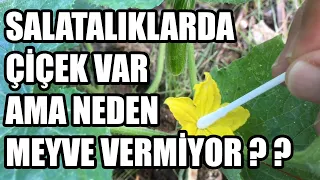 Salatalık Neden Meyve Vermez, Bol Bol Salatalık Toplamak İçin Yapılması Gerekenler.