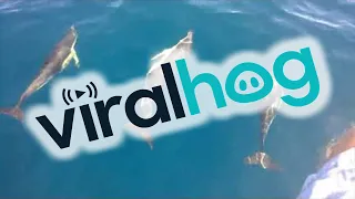 Dolphins Playfully Swim Next to Person on Boat || ViralHog