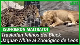Llegan al ZooLeón felinos que fueron maltratados en la fundación Black Jaguar - White Tiger