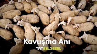 ❤️🐑Kuzular, Annelerine Kavuşuyor! | Şehirden Uzakta | TRT Belgesel