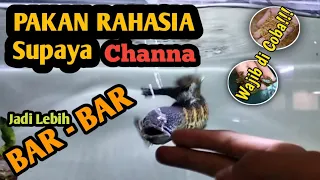 Treatment Cara Supaya Channa Auranti Galak | Tips Rahasia Channa Auranti Mangap - mangap Stabil