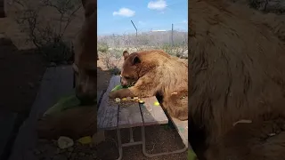 #shorts Breakfast with the bears! #bear #blackbear #animals #breakfast