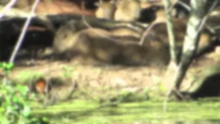 Capybara — the world's largest rodent!