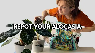 Repot an Alocasia and make Alocasia potting Mix!
