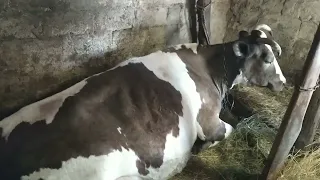 Парез у коровы, лежит весь день.