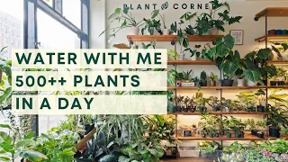 Watering tips & tricks from a plant store owner