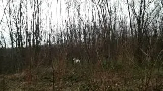 engleski poenter ares - marka na jarebice 8 (english pointer and partridge)