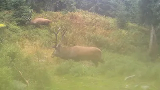 vysokohorská jelenia ruja  (Veľká Fatra zábery z fotopasce)