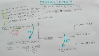 Mediastinum | Part 1 | Superior and Inferior Mediastinum | Thorax Anatomy