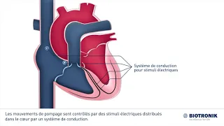 Conduction électrique dans le cœur