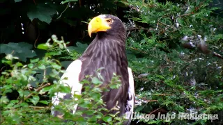 Nature And Wildlife Video Bird and animal is beautiful creature on our planet Village Info Pakistan