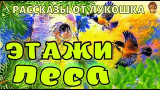 ЭТАЖИ ЛЕСА — Рассказ | Михаил Пришвин | Аудио рассказы | Рассказы Пришвина | Книги Онлайн