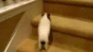 Guinea Pig Runs Up Stairs