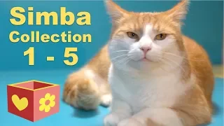 Cute Cat Collection | Bellboxes videos | Simba 1 - 5