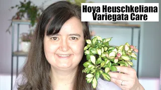 Hoya Heuschkeliana Variegata Care