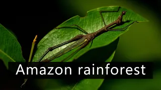 Dawn chorus in the Amazon rainforest