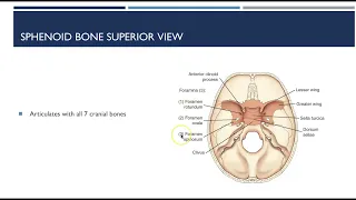 Skull anatomy