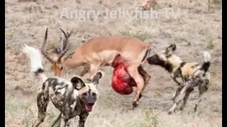 #11 UNCENSORED 18+ eaten ALIVE - Wild dogs eating pregnant Impala while alive brutally- Screaming