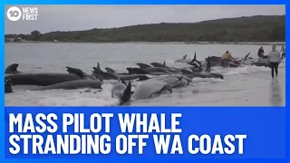 Over 50 Whales Die After Beaching Themselves Off WA Coast | 10 News First