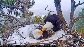 FOBBV Eagles 🦅 Jackie nudges Shadow 🦅 from nest ~ enjoys snow blanket afternoon ❄️ 2024 Mar 16