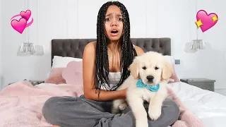 WE SURPRISED TIANA WITH A GOLDEN RETRIEVER PUPPY! **Emotional**