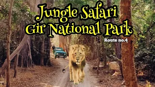 Jungle Safari Gir National Park | Lion Sighting | Route no4 | Sasan Gir #girnationalpark