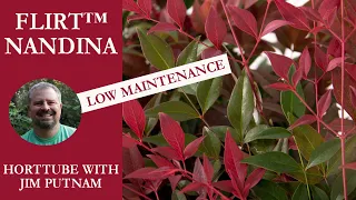 Flirt™ Nandina - Four Season Low Maintenance Plant