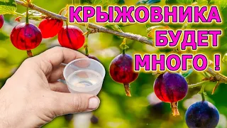 КРЫЖОВНИК будете собирать ведрами на даче! Четыре совета как выращивать много крыжовника. Крыжовник.