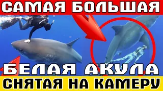 САМАЯ БОЛЬШАЯ БЕЛАЯ АКУЛА В МИРЕ СНЯТАЯ НА КАМЕРУ