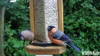Bullfinch couple at feeder