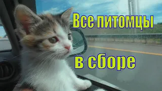 ВСЕ ПИТОМЦЫ В СБОРЕ / МЫ ДОМА