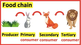 Food chains | Producer, primary consumer, secondary consumer, tertiary consumer