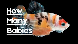 How Many Babies Does a Betta Fish Have?