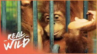 Saving Endangered Orangutans In The Heart Of The Rainforest | 1000 Days For The Planet | Real Wild