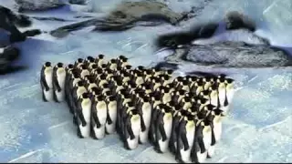 Huddling penguins move like cars in traffic