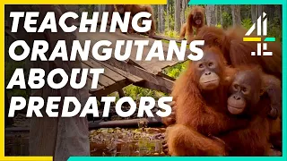 Orangutans Learn The Dangers Of Predators | Orangutan Jungle School