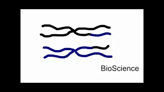 Chromosome Crossing over || animation