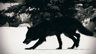 C-LEKKTOR - Animals (Official Music Video)