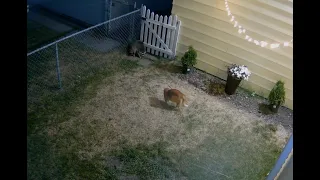 Cat attacks raccoon!