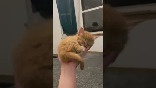 котенок на руках