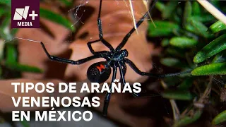 ¿Cuáles son los tipos de arañas venenosas que existen en México? - N+